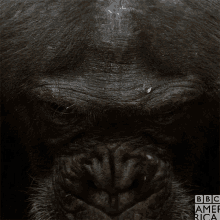 a close up of a monkey 's face with bbc america written on the bottom right