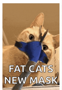 a cat wearing a blue mask that says fat cats new mask on it