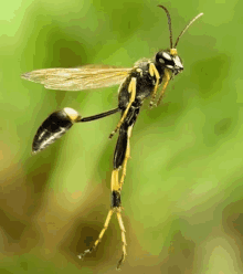 a close up of a wasp flying in the air