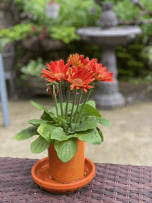 a potted plant with red flowers is sitting on a wicker table