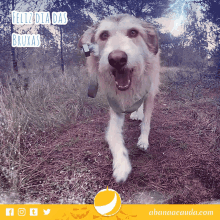 a picture of a dog with the words " feliz dia das bruxas " above it