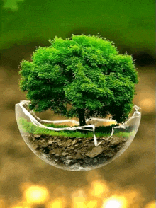 a tree is growing in a glass bowl with a green background