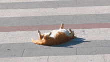 an orange and white cat laying on its back on a tiled floor