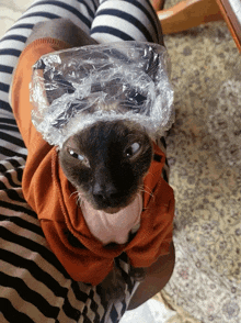 a cat with a plastic bag on its head looks at the camera