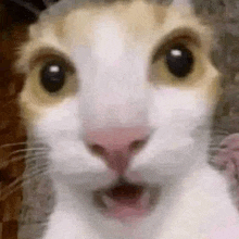 a close up of a cat with a surprised look on its face .