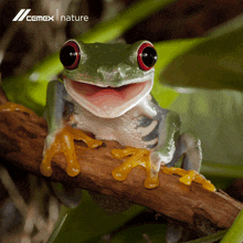 a frog is sitting on a tree branch with its mouth open and a cemex nature logo in the background