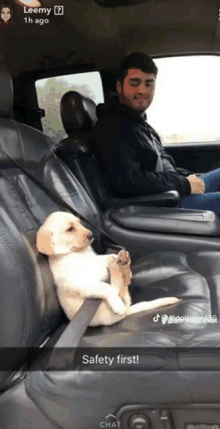 a puppy is sitting in the back seat of a car while a man sits in the front seat