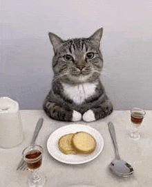 a cat is sitting at a table with a plate of cookies and a shot glass .