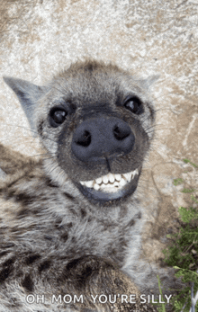 a close up of a hyena 's face with the words oh mom you 're silly below it