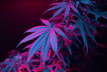 purple and blue leaves of a marijuana plant on a purple background