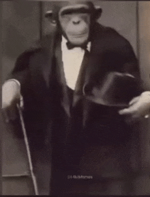 a chimpanzee in a tuxedo is holding a cane and a top hat