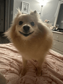 a pomeranian dog is standing on a bed with a pink blanket