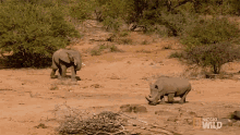 an elephant and a rhino are walking in a dirt field with the words national geographic wild on the bottom