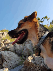 a dog with its tongue hanging out is wearing sunglasses and a collar