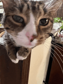 a close up of a cat 's face looking down at the camera