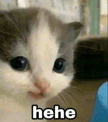 a close up of a kitten 's face with the word hene written on it .