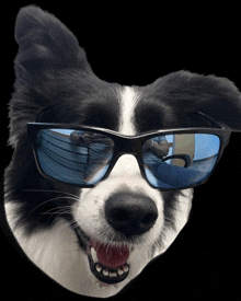 a black and white dog wearing sunglasses with a reflection of a person in them