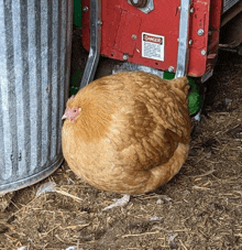 a chicken is sitting on the ground next to a metal trash can .