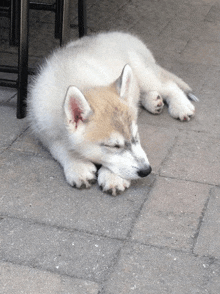 a husky puppy is sleeping on a brick floor