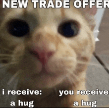 a close up of a cat with the words new trade offer i receive you receive a hug written on it