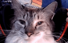 a close up of a cat 's face with a blue shirt in the background