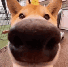 a close up of a dog 's nose looking at the camera with a fence in the background .