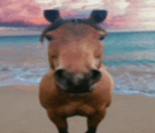 a horse is standing on a beach looking at the camera