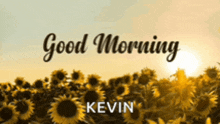 a field of sunflowers with the words " good morning kevin "