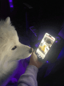 a person holding a cell phone with a dog looking at it in the background