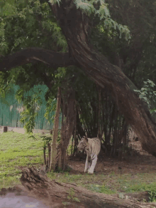 a white tiger is standing under a tree in a field