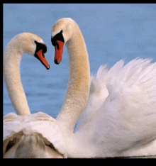 two swans with red beaks are looking at each other in the water