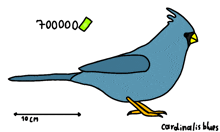 a cartoon drawing of a blue bird with cardinalis blues written below it