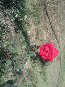 a red rose is growing in the dirt near a fence