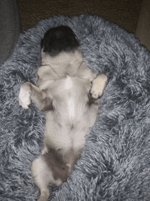 a pug dog is laying on its back on a gray blanket