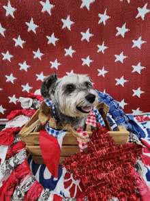 a small dog is sitting in a wooden crate on a red white and blue blanket