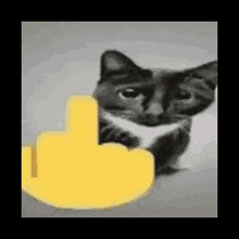 a cat is giving a middle finger with a yellow thumb .