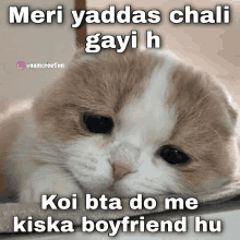 a picture of a cat with a caption that reads meri yaddas chali gayi h koi bta do me kiska boyfriend hu