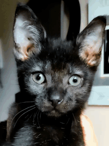 a close up of a black kitten 's face looking at the camera