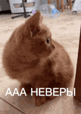 a cat is sitting on a wooden floor with aaa hebepbi written in the corner