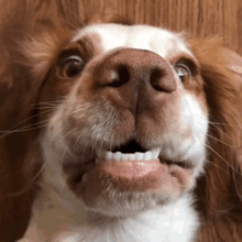 a close up of a brown and white dog 's face with its mouth open