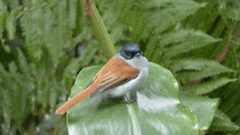 a small bird perched on a green leaf