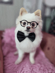 a small white dog with glasses and a bow tie