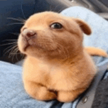 a small brown puppy is sitting on a blue blanket and looking up at the camera .