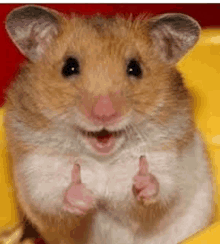 a hamster is giving a thumbs up and smiling .