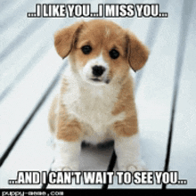 a picture of a puppy with the caption " i like you i miss you and i cant wait to see you "