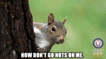 a squirrel is peeking out from behind a tree trunk with the caption now don t go nuts on me