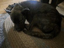 a black dog with a white spot on its chest is laying down on a rug