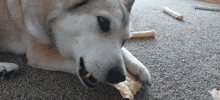 a dog laying on the floor chewing on a bone