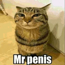 a cat is sitting next to a wall with the words `` mr penis '' on it .