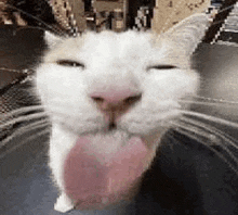 a close up of a white cat with its tongue hanging out .